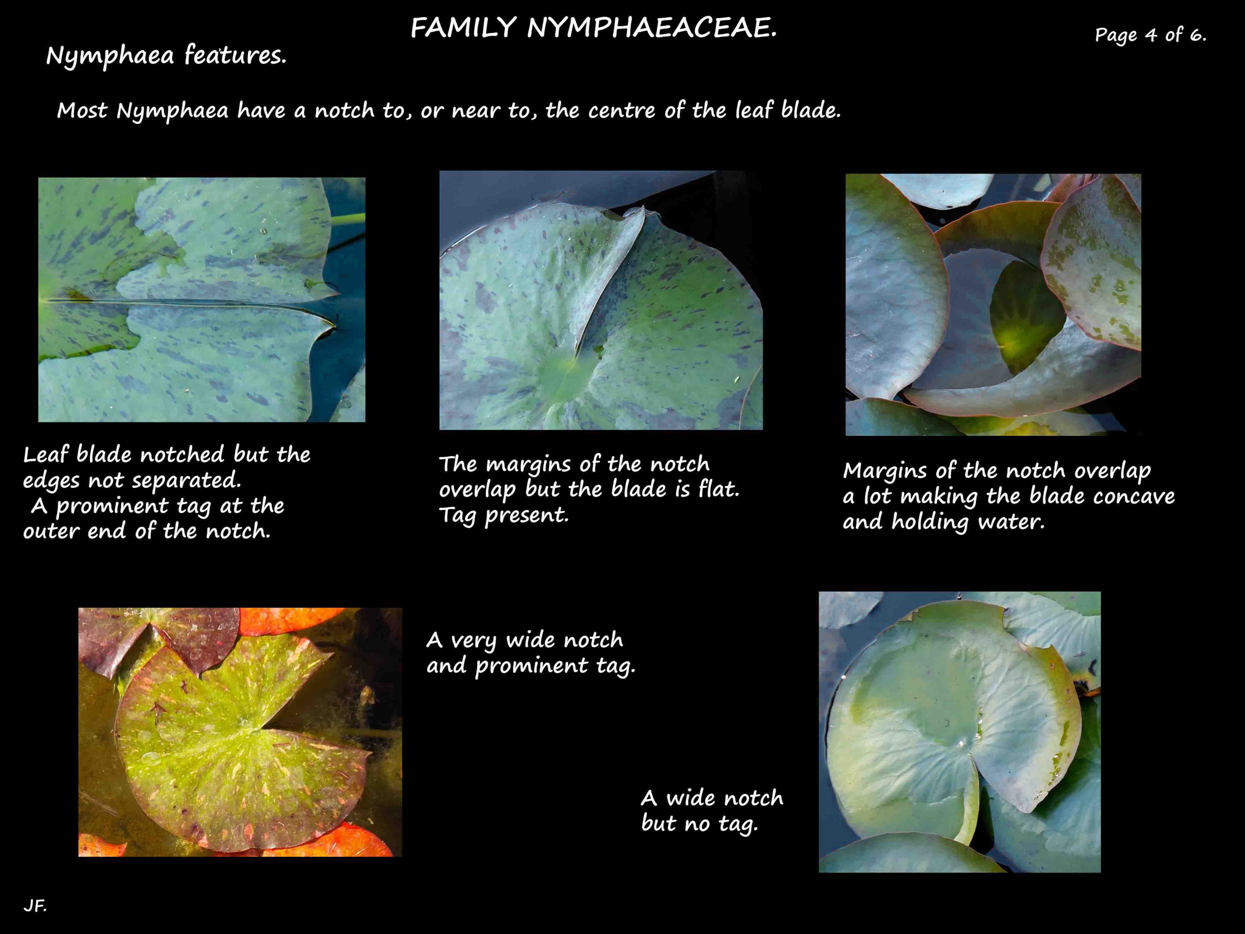 4 Leaf notch in Nymphaea
